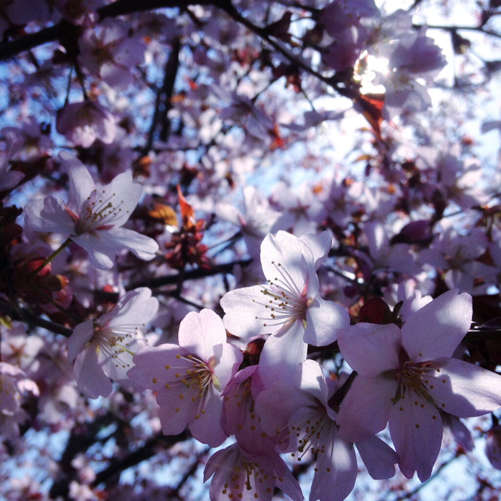 Sakura Blossoms Wallpaper: Spring's Delicate Petals & Blue Sky