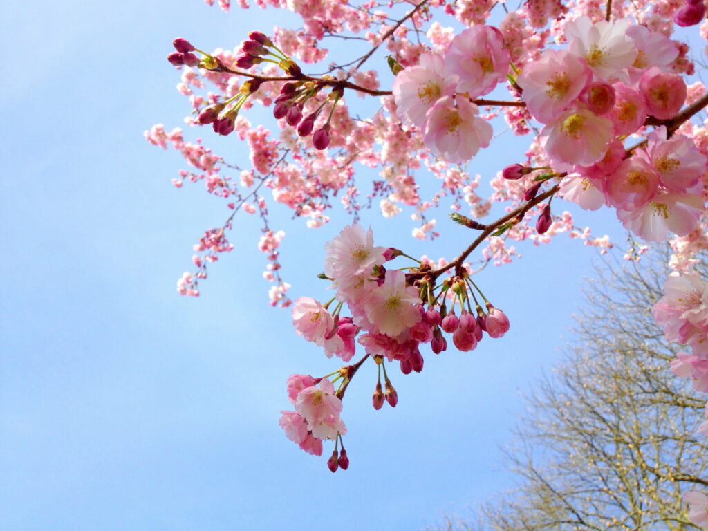 Sakura Blooms: A Japanese Spring Wallpaper Background with Cherry Blossom Trees and Pink Flowers