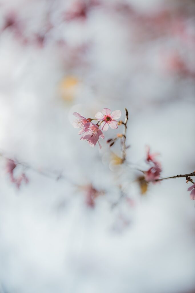 Serene Sakura Blossom Wallpaper: Delicate Macro View & Soft Background