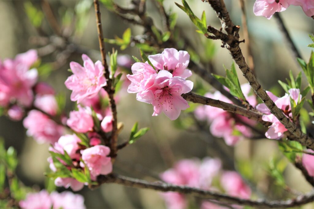 Beautiful Sakura Flower Wallpaper: Springtime Serenity & Nature