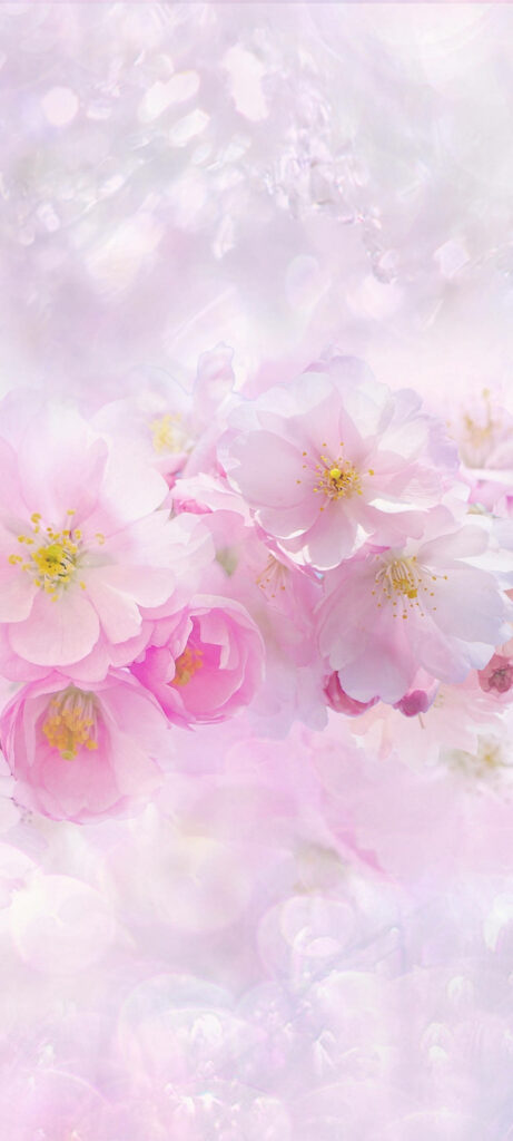Elegant Sakura Floral Wallpaper: Soft Pink & White Spring Background