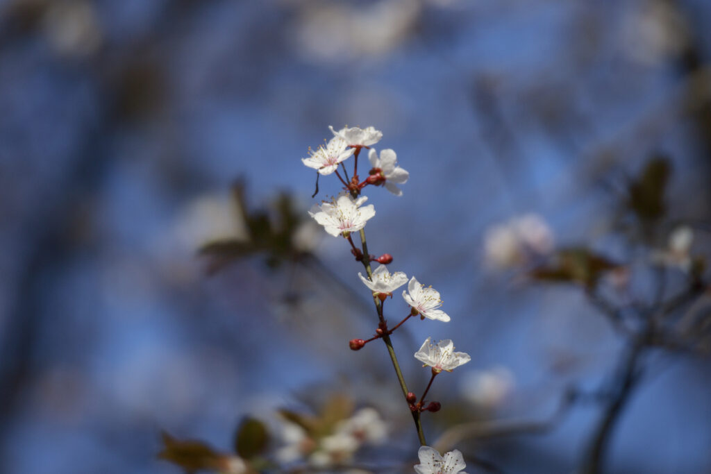 Springtime Sakura Flowers Wallpaper: Delicate Branch & Blurred Background