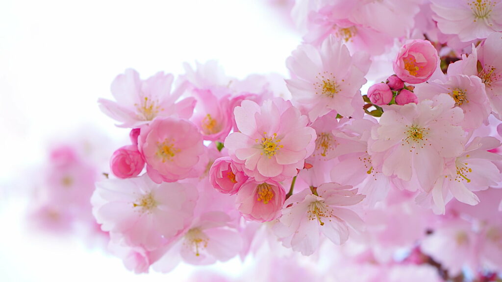 Spring's Bliss: Captivating Sakura Blossom in HD Wallpaper