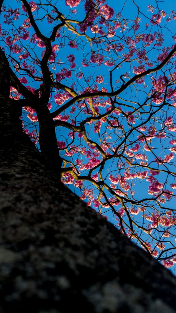 Stunning Sakura Tree Wallpaper: Vibrant Pink Blossoms & Blue Sky