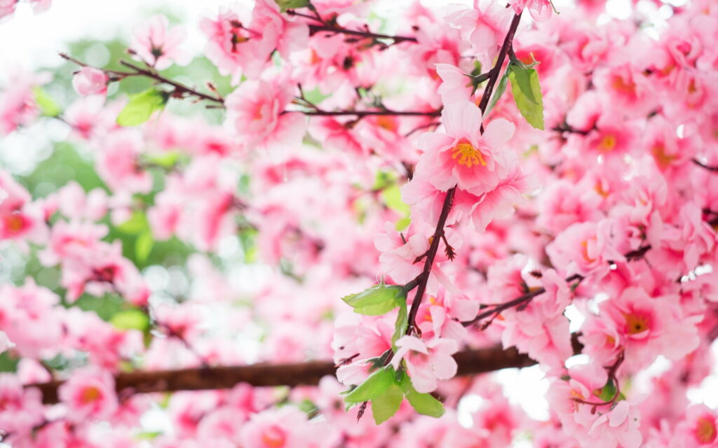 Pink Beauty of Japan: HD Cherry Blossom Wallpaper Capturing the Serenity of Sakura Season
