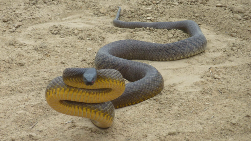 Prowling Predator: The Striking Taipan Snake On Sandy Terrain Wallpaper