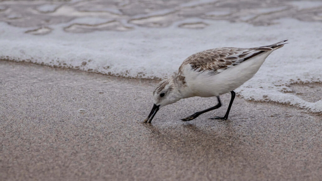 Sanderling Foraging on Sandy Beach - Serene Coastal Wallpaper