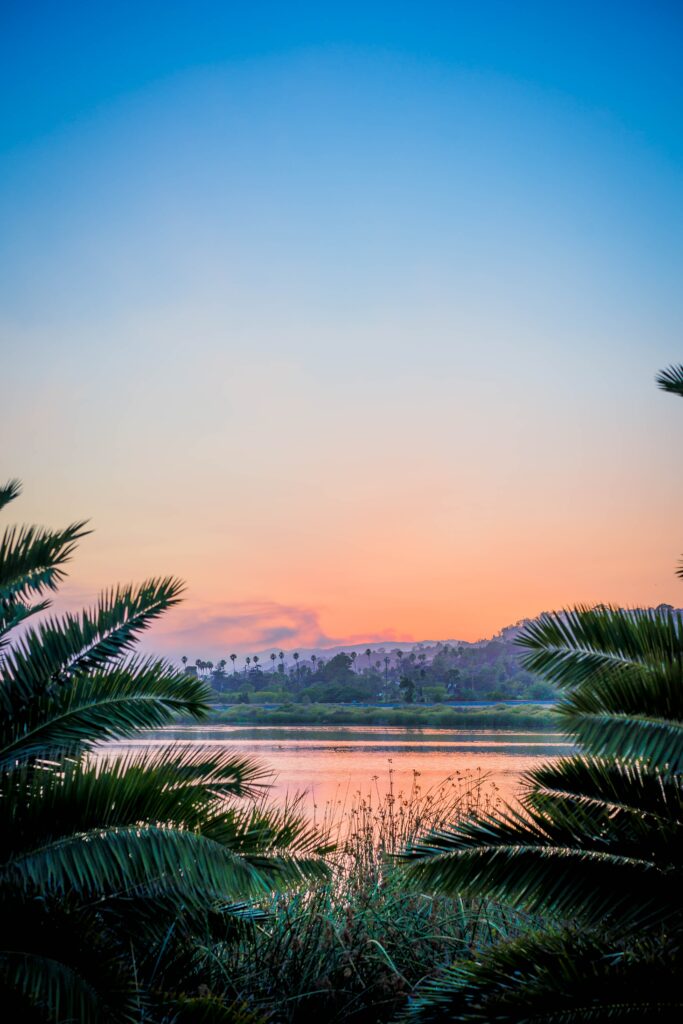 Sunset over Santa Barbara lake with silhouetted branches and lush grass coastal wallpaper background