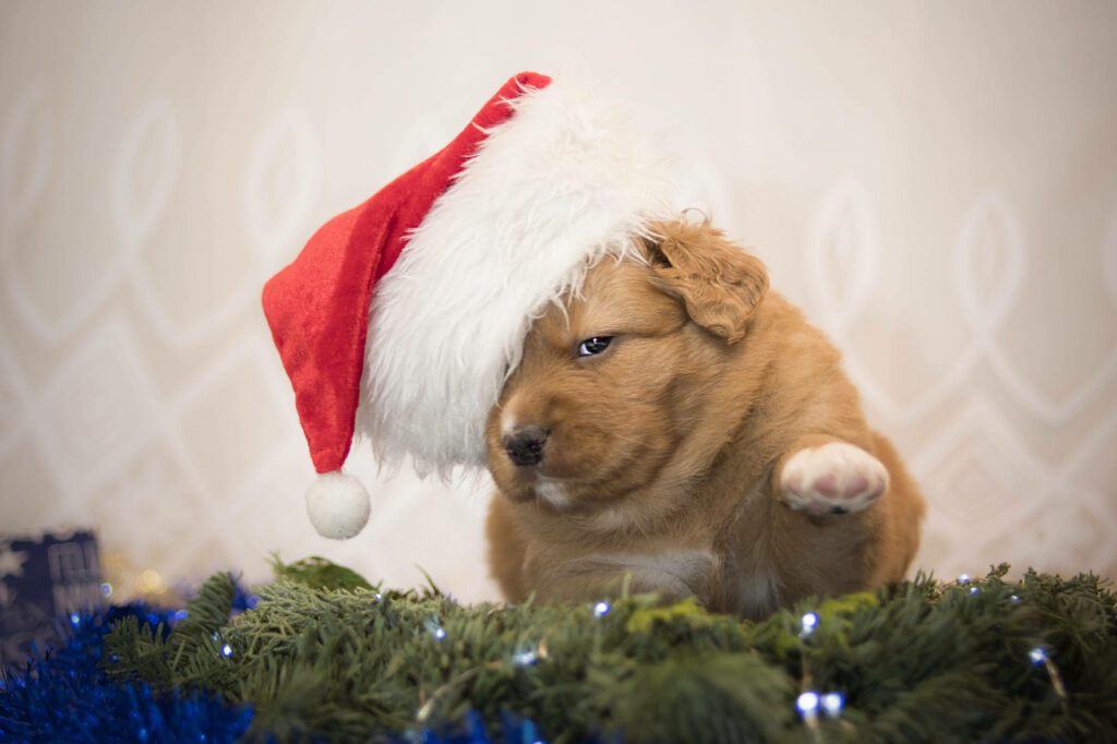 Santa's Little Helper: Adorable Puppy in Festive Attire steals the Christmas Spotlight! Wallpaper