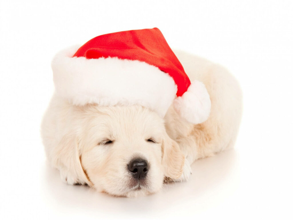 Snugly Snoozing: Adorable Santa Puppy Takes a Nap on a Clear Background Wallpaper