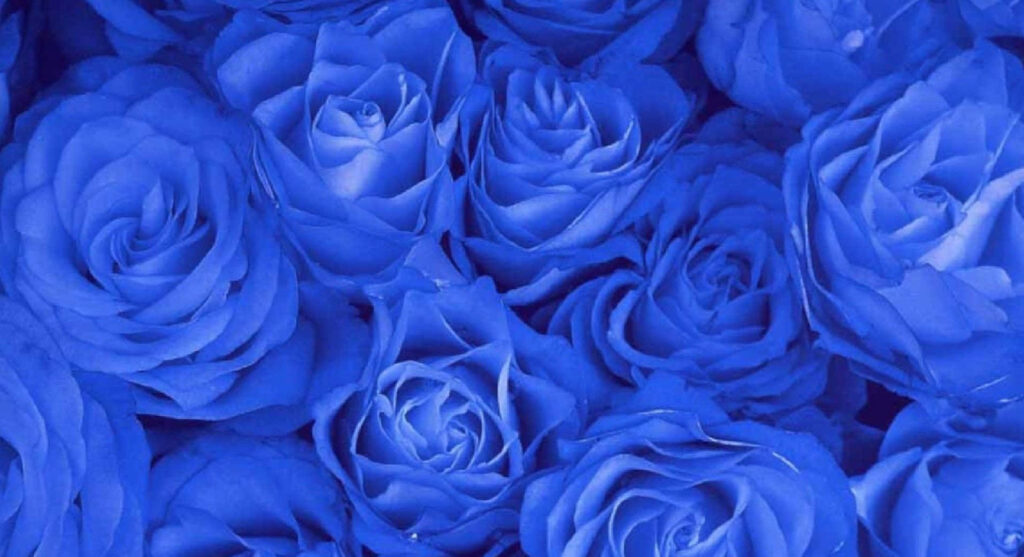 Majestic Sapphire Blue Roses Wallpaper - Captivating Floral Background
