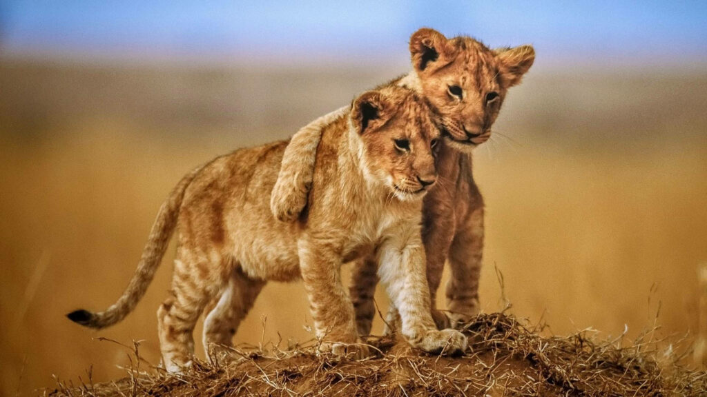 Brotherly Bonds: Majestic Lion Cubs Embrace on the African Savanna - 4k Laptop Background Photo Wallpaper