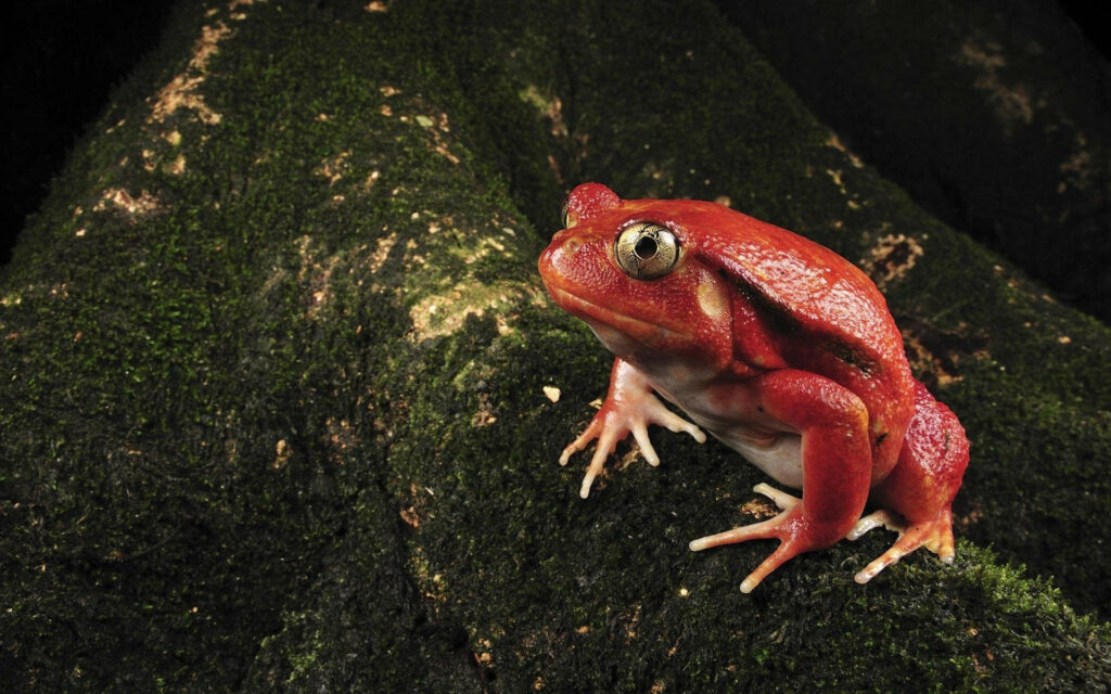 Crimson Amphibian Perched on Mystical Mossy Tree Wallpaper