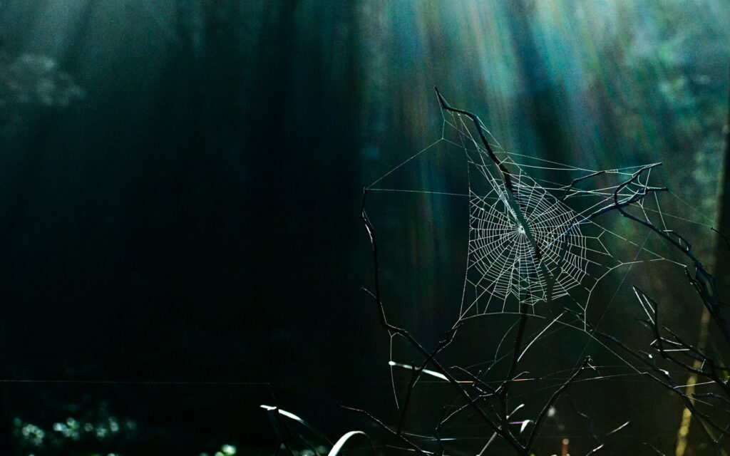 Mystical Enclave: A Hauntingly Dark Forest Captured in HD Wallpaper