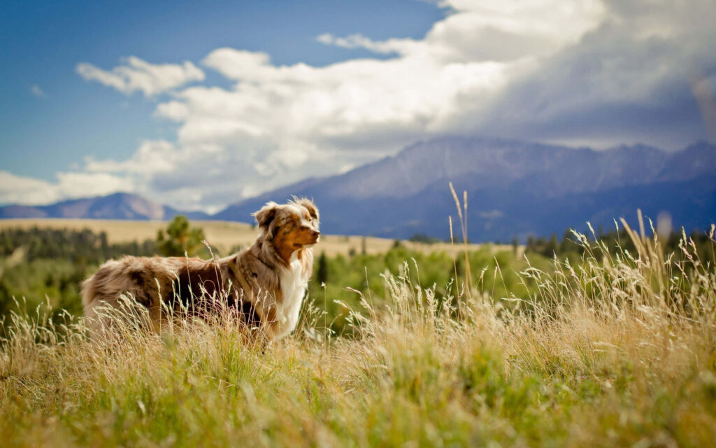 Serene Australian Shepherd in Picturesque Field with Mountains Wallpaper