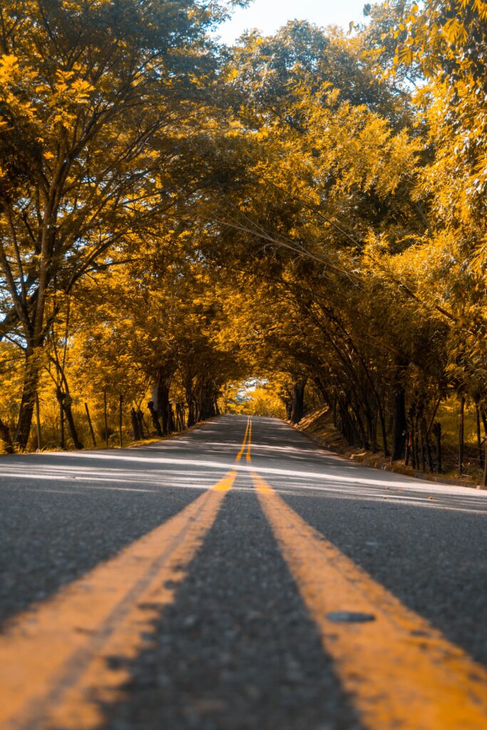 Scenic asphalt road with yellow stripes under arching trees and golden autumn leaves wallpaper background