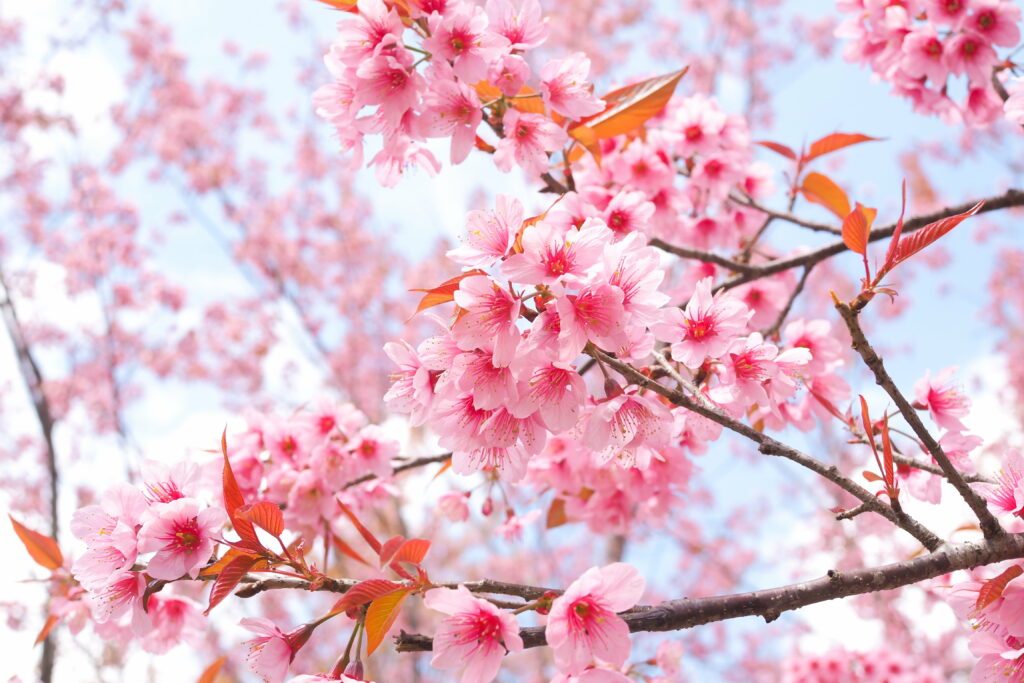 Blooming Canopy: Captivating Cherry Blossoms Unveiling a Stunning Floral Tapestry in a High-Definition Wallpaper