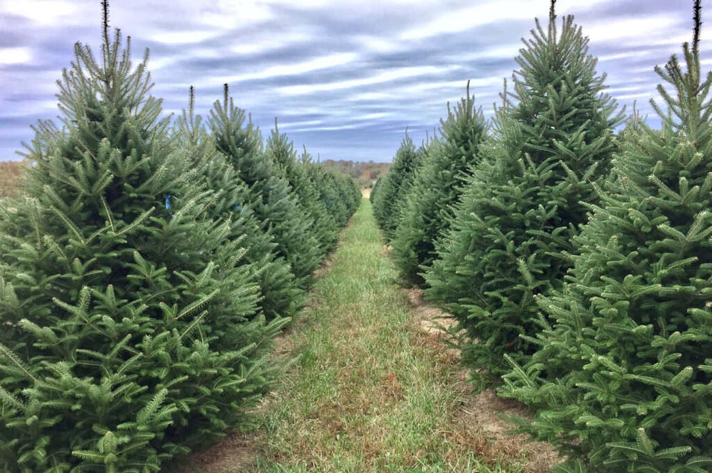 Scenic Christmas Tree Farm: Lush Evergreens Under Cloudy Sky Wallpaper