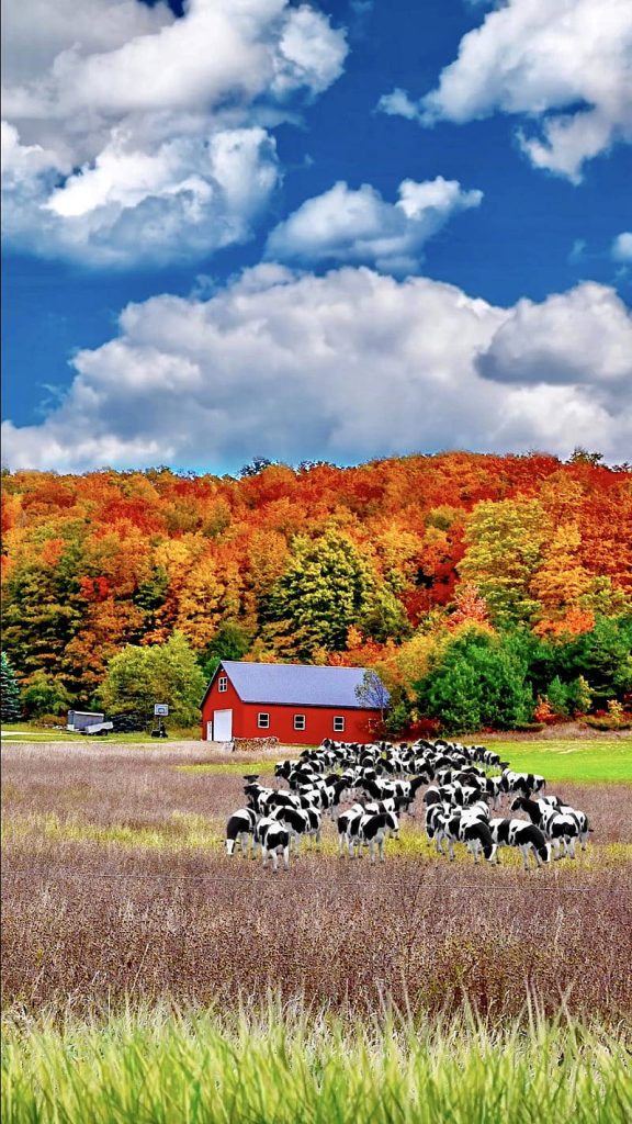 Scenic fall farm with red barn Holstein cows vibrant autumn trees blue sky peaceful landscape Wallpaper