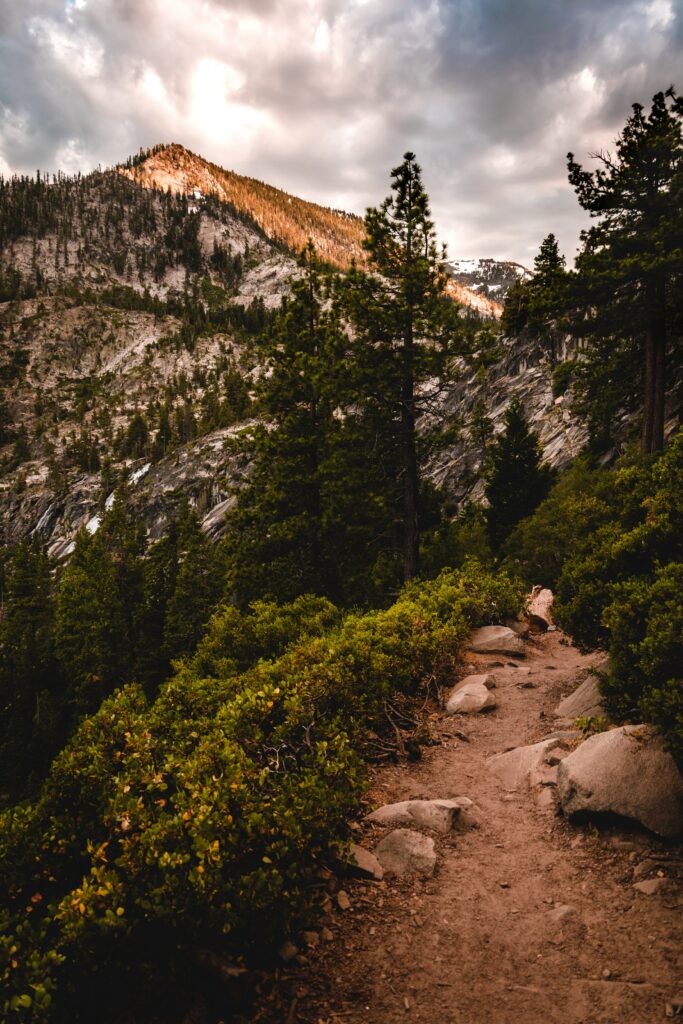 Scenic mountain landscape with pine trees dirt path and warm sunlight highlighting distant peaks Wallpaper