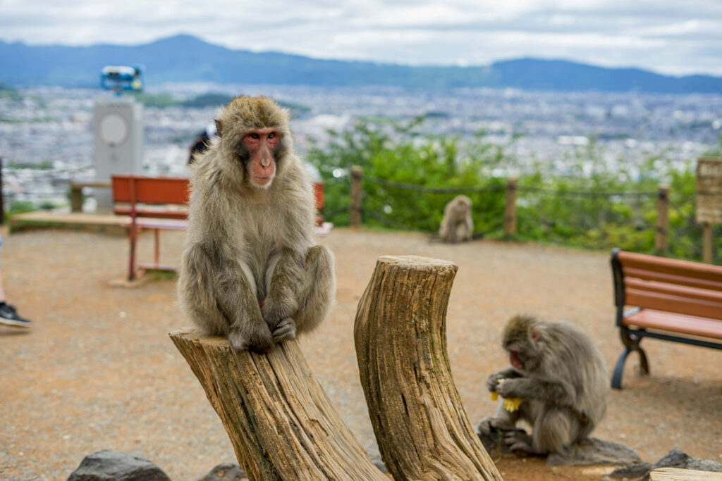Two baboons at mountain viewpoint with benches and panoramic cityscape in background wallpaper