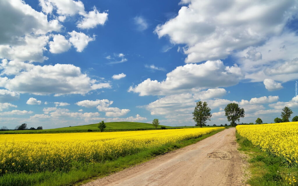 Spring Serenity: A Gorgeous Rapeseed Road Amidst Vast Fields and Cloud-kissed Path - HD Wallpaper