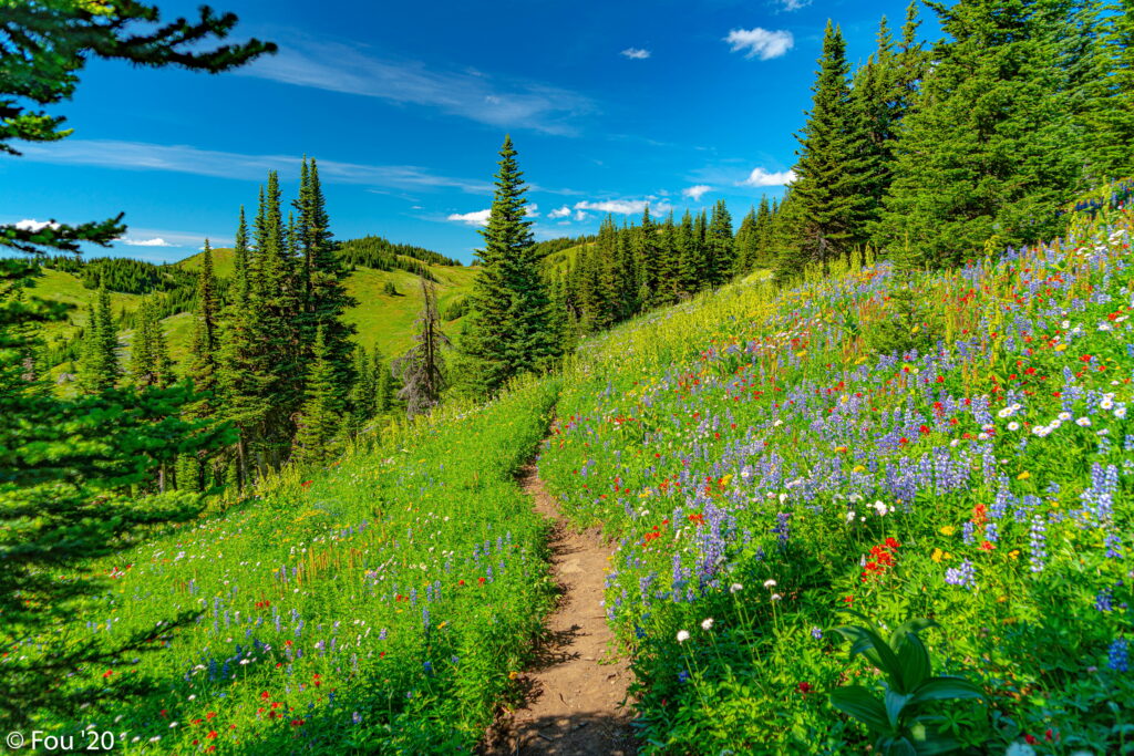 Serene Journey through Nature: Vibrant Hills, Tranquil Path, Lush Trees, Blooming Flowers & Verdant Grass - Exquisite HD Wallpaper