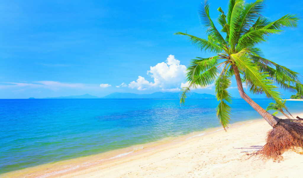 Tropical Beach Wallpaper: Vibrant Waters & Palm Tree Paradise