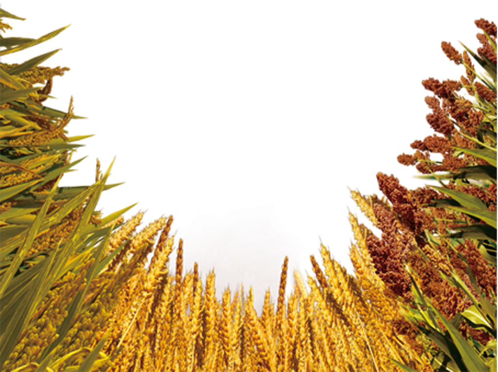 Scenic Golden Wheat Field Wallpaper: Vibrant Pastoral Background