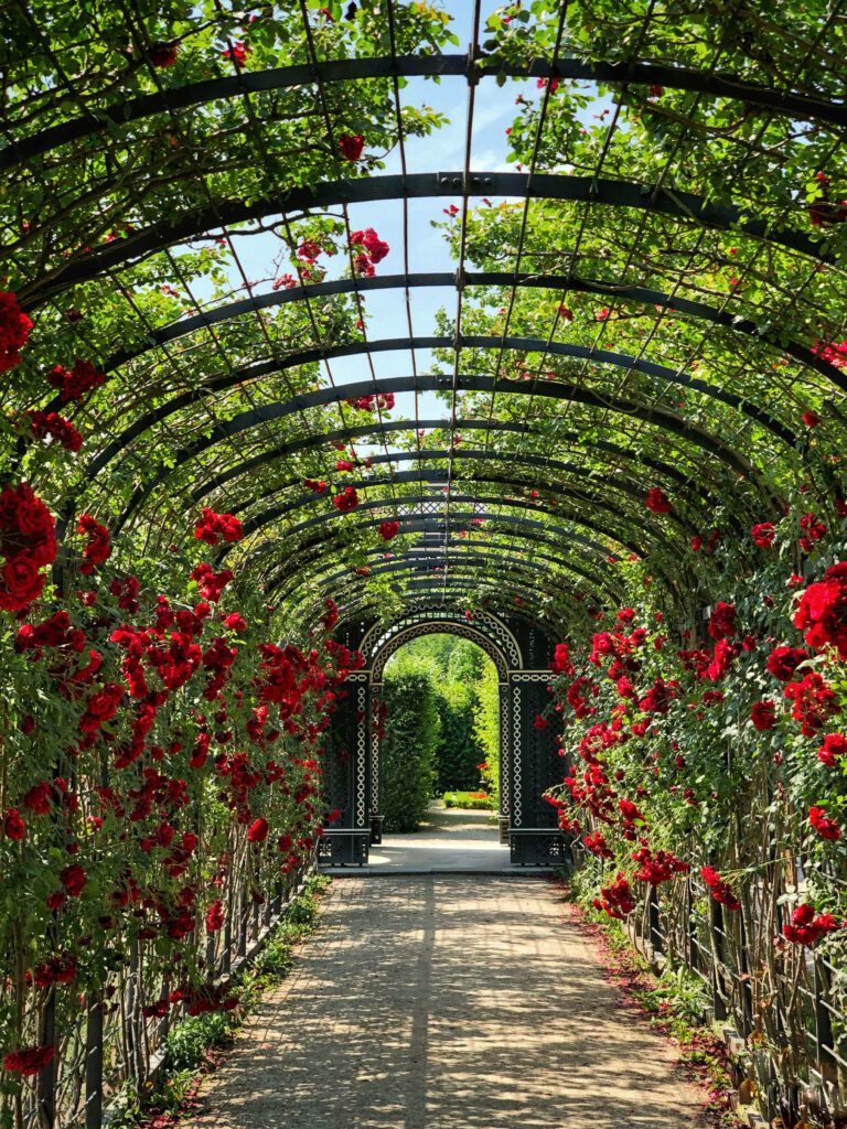 Arched walkway with vibrant red roses and lush greenery in Schönbrunn Rose Garden Austria wallpaper