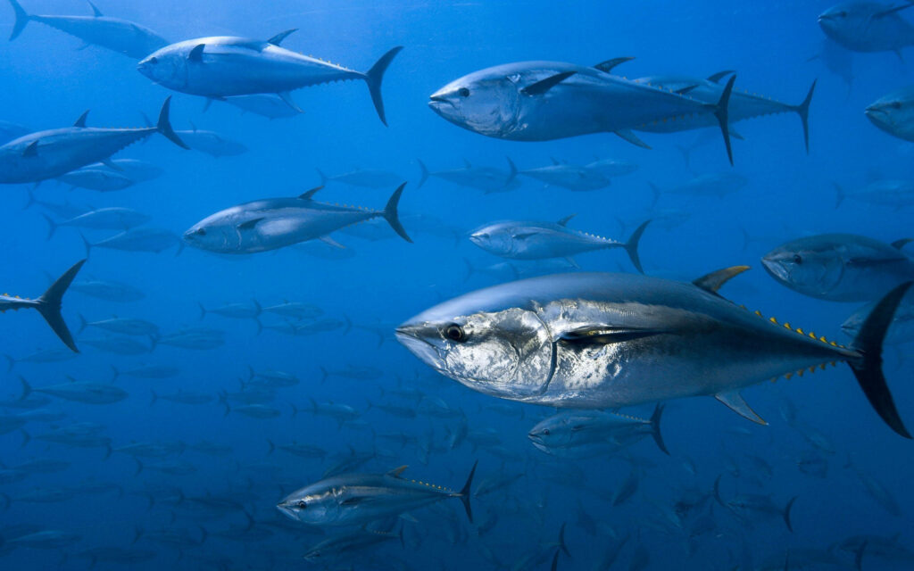 Fleeting Majesty: Blue Fin Tuna School in Underwater Splendor Wallpaper