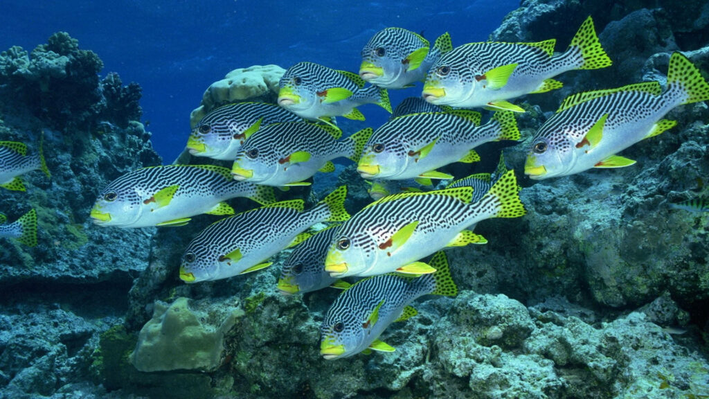 Yellow-Hued Sweetlips School: A Breathtaking Underwater Wallpaper near Coral Reefs