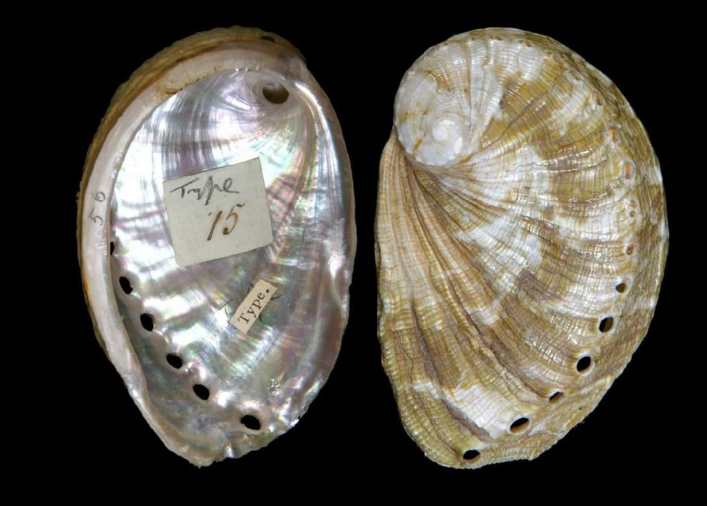 Scientific Haliotis shell specimens with iridescent nacre and textured exterior on black background Wallpaper