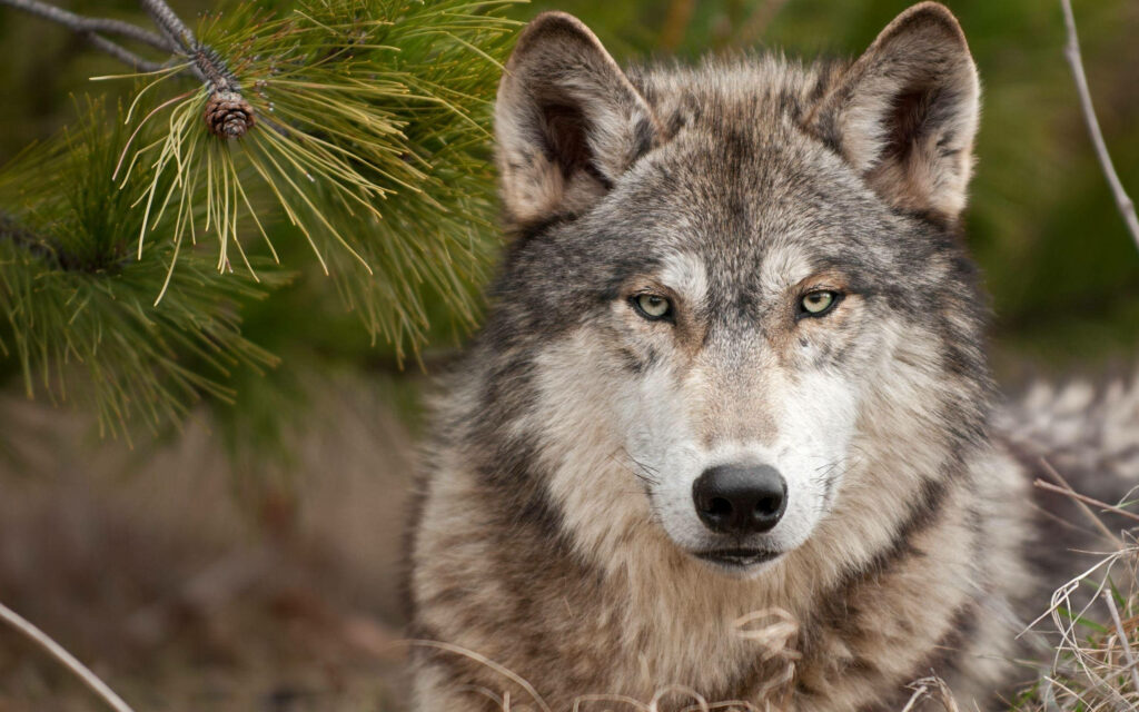 Majestic gray wolf with amber eyes in dense forest pine needles high-resolution wildlife wallpaper
