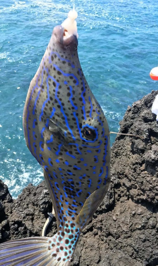 Scrawled Filefish with blue scribbles on volcanic rock by vibrant blue ocean wave wallpaper background