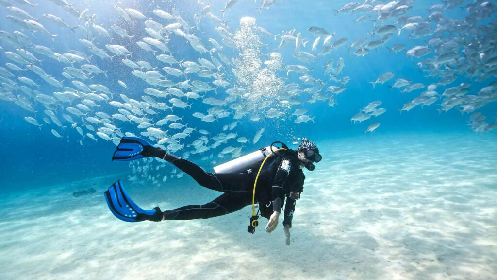 Scuba diver swimming with silver fish in clear blue water over sunlit sandy ocean floor wallpaper