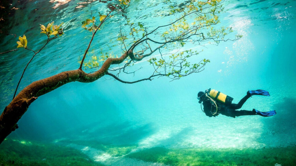 Scuba diver explores turquoise underwater scene with sunlit submerged tree and vibrant green leaves Wallpaper