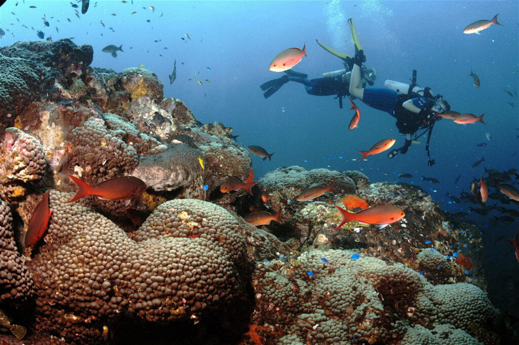 Scuba diver swims above vibrant coral reef with orange fish in clear sunlit tropical waters wallpaper