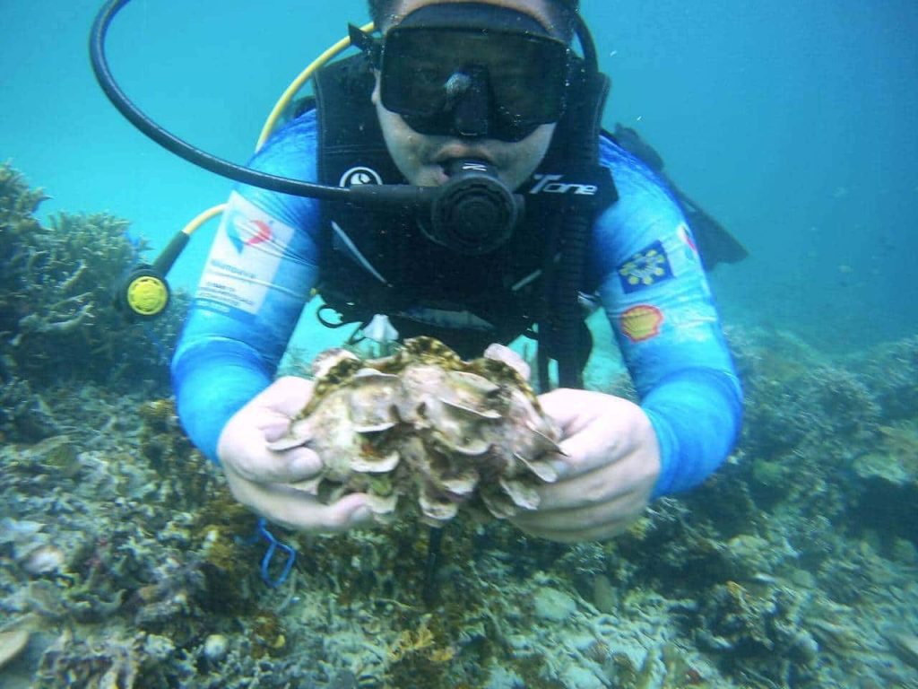 Scuba diver in blue suit holding textured shell near vibrant coral reef underwater wallpaper background