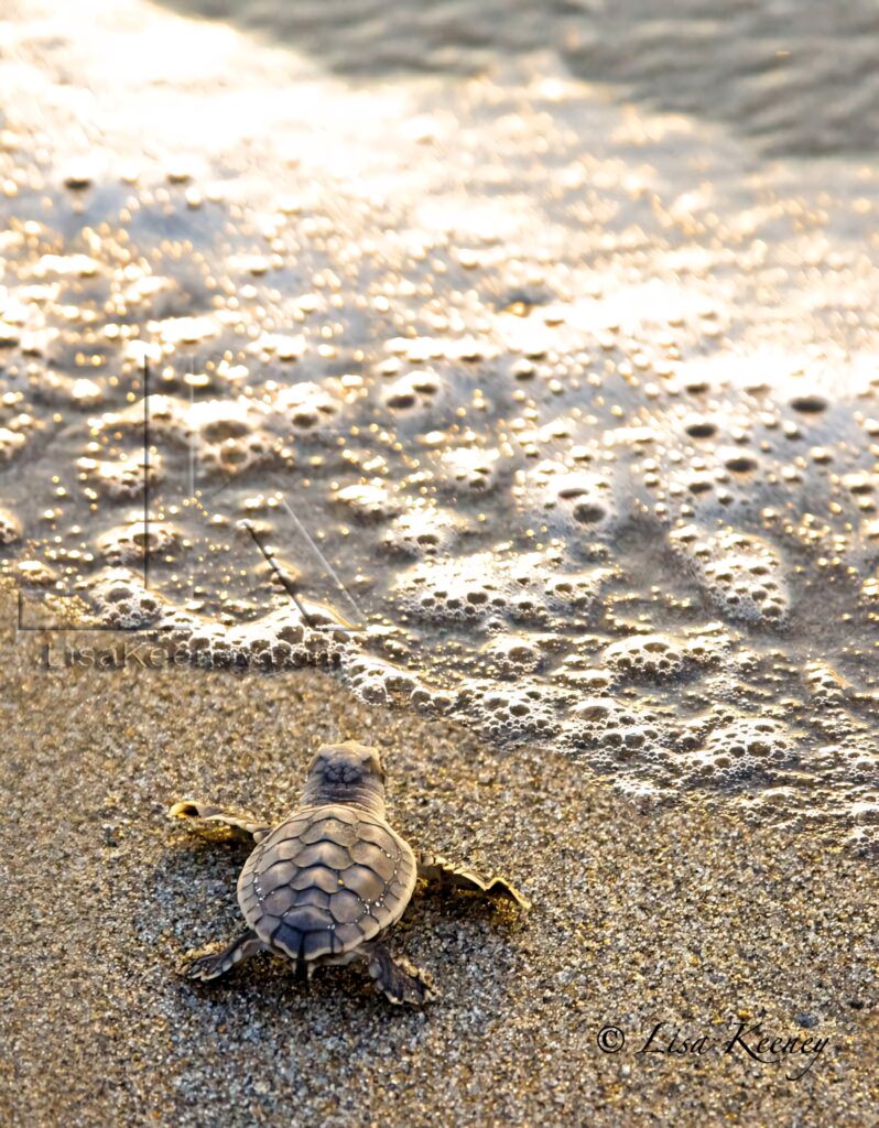 Serene Sea Turtle Hatchling on Sunlit Sand - iPhone Wallpaper