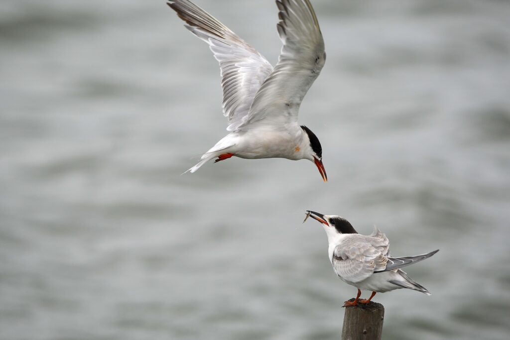 Seabirds Interact: A Serene Background of Nature Wallpaper