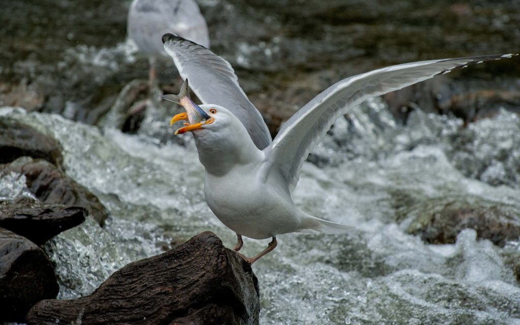 Seagull catching fish on dark rock in rushing river rapids high-definition wildlife wallpaper