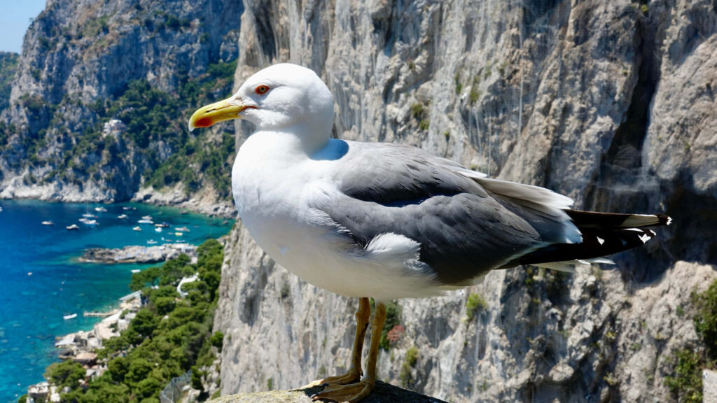 Seagull Close-Up on Rocky Ledge: Serene Coastal Landscape Wallpaper