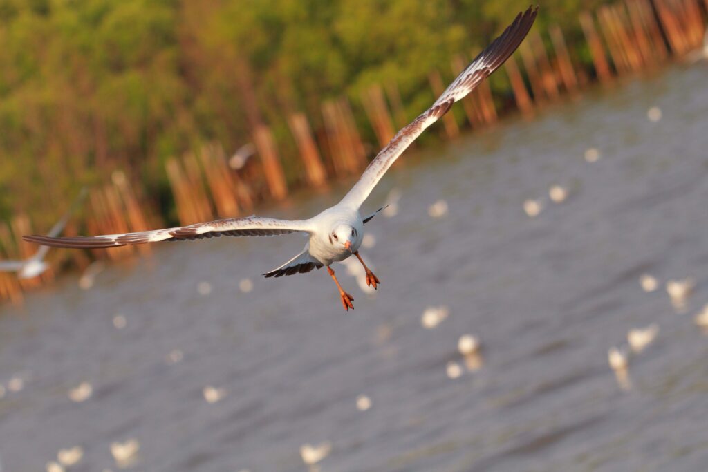 Seagull Soaring Over Serene Sea: Tranquil Coastal Wallpaper