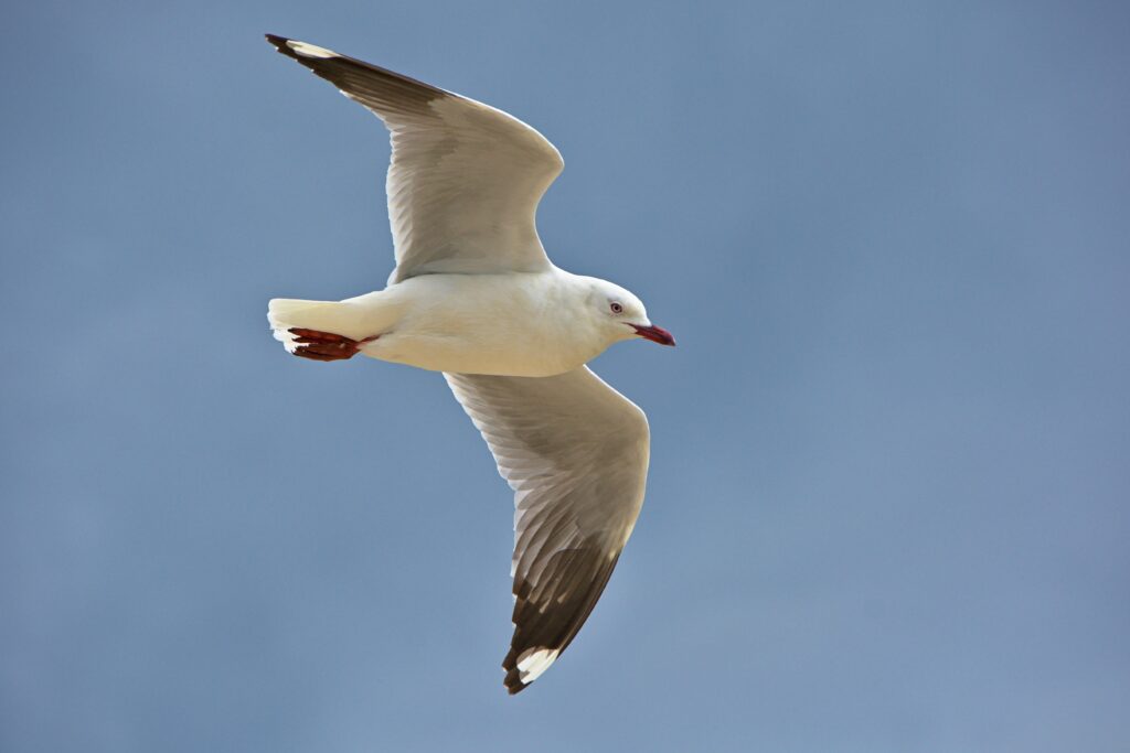 Seagull in Flight: Captivating Blue Sky Wallpaper Background
