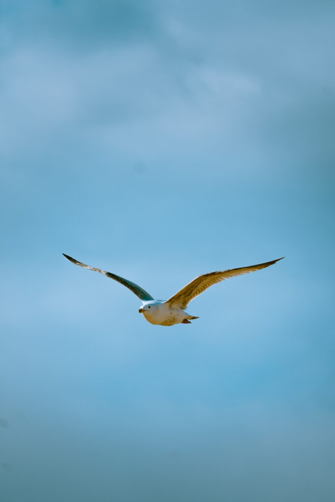 Seagull in Flight Wallpaper: Graceful Bird Against Blue Sky Background
