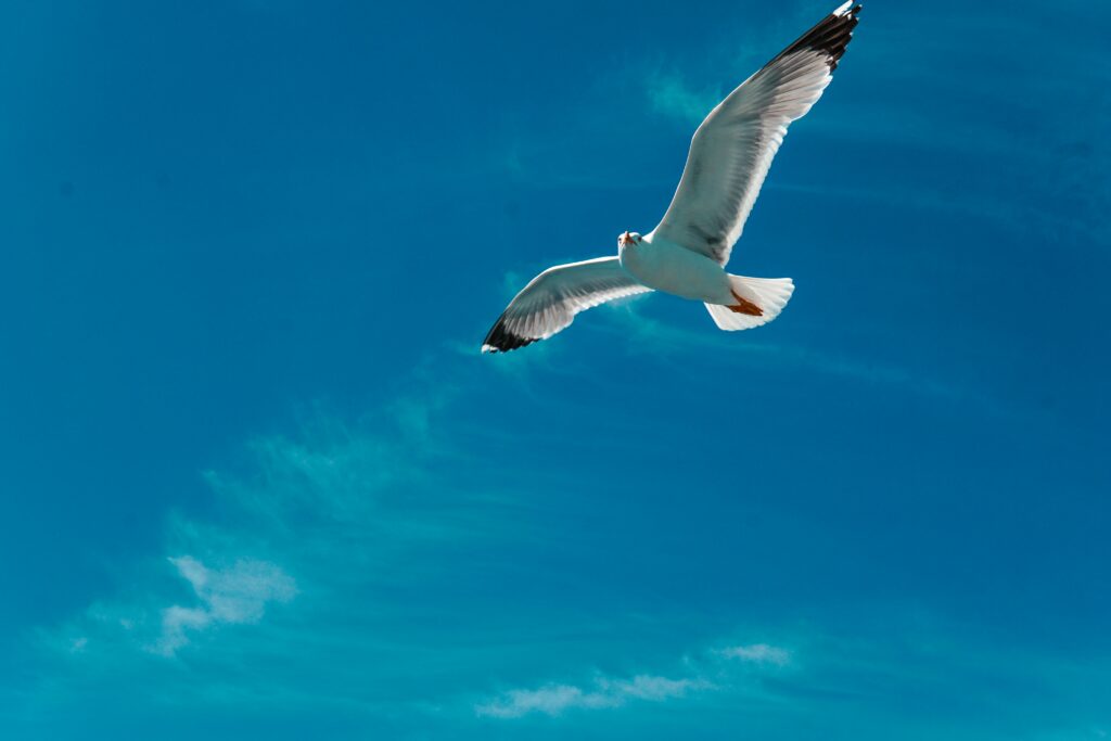 Soaring Seagull Against Clear Blue Sky - Nature Background Wallpaper