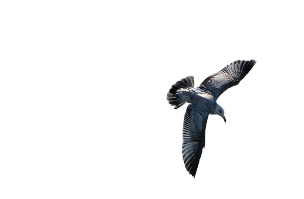 Elegant Seagull in Flight Wallpaper Against Dark Background