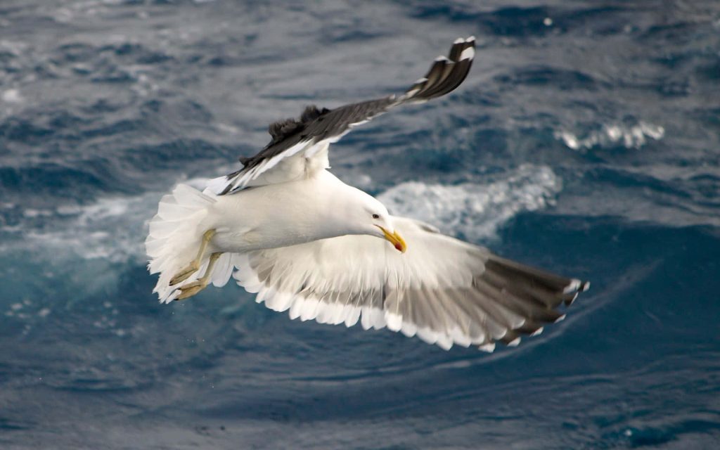 Seagull soaring mid-flight above deep blue choppy ocean waves detailed white wings wallpaper
