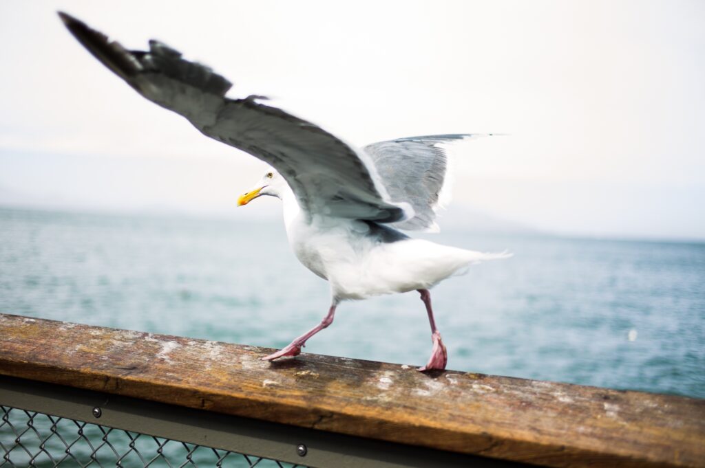 Coastal Seagull Wallpaper - Serene Ocean Background Image